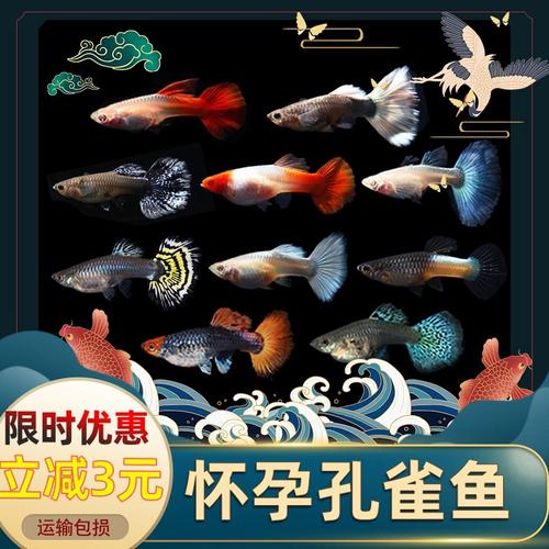 孔雀鱼借卵代孕宝宝吃什么