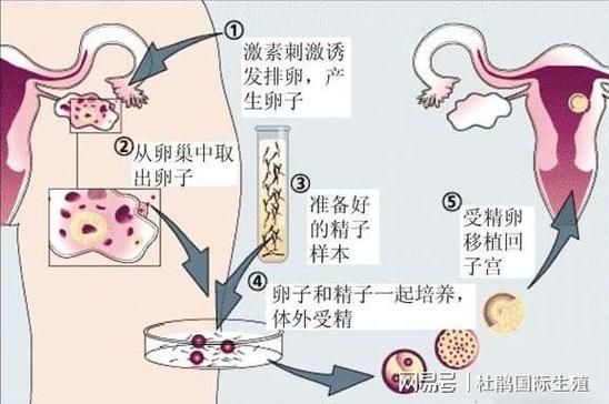 供卵代生宝宝在肚子里干什么